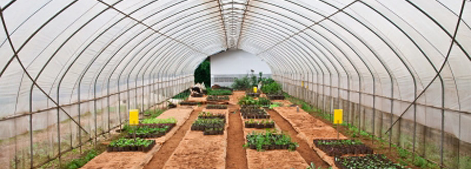 agricultural polytunnel